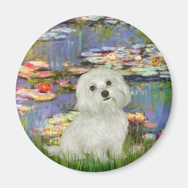 Maltesiska 11 - Lilies 2 Magnet (Framsidan)