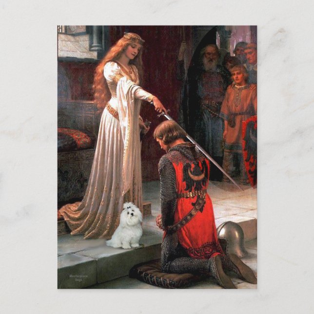 Maltesiska 6 - Accolade Vykort (Framsida)