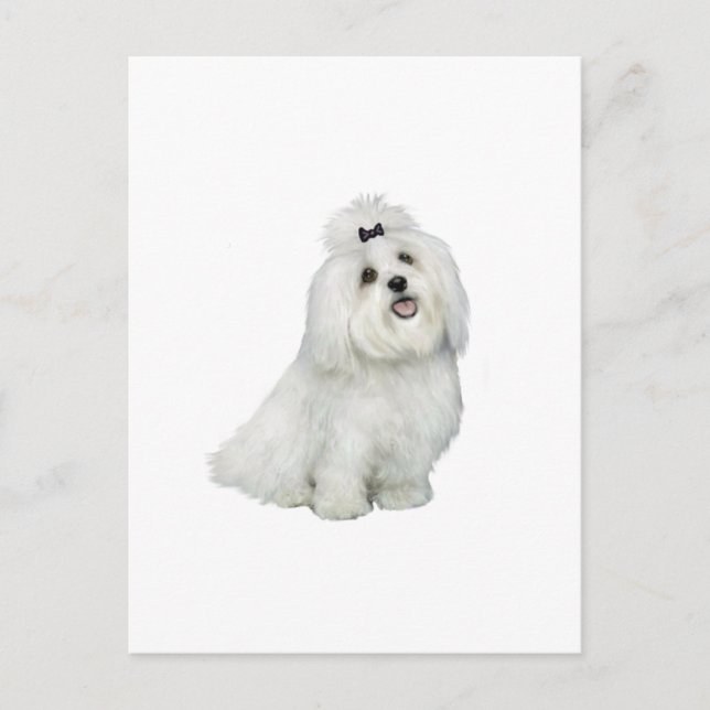 Maltesiska (A) - med toppnotering Vykort (Framsida)