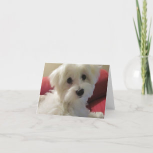 Maltesiska anteckningskort