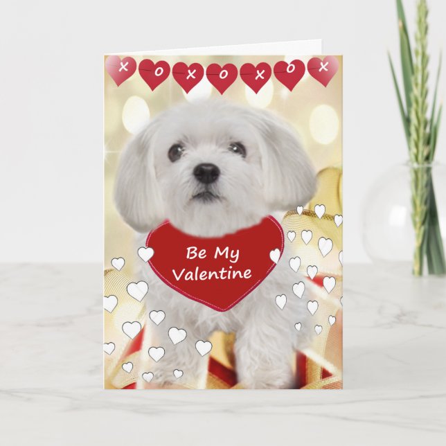 Maltesiska Be mina Valentine-kort Helgkort (Framsida)