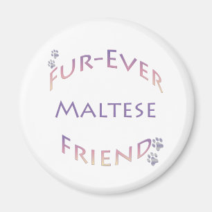 Maltesiska Furever Magnet