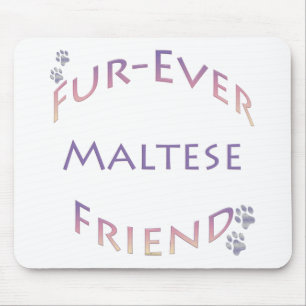 Maltesiska Furever Musmatta