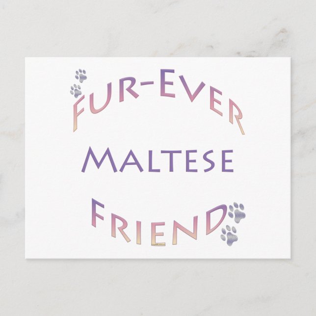 Maltesiska Furever Vykort (Framsida)