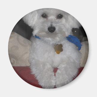 Maltesiska Gift Magnet