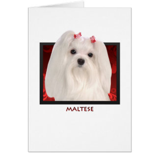 Maltesiska Hälsningskort