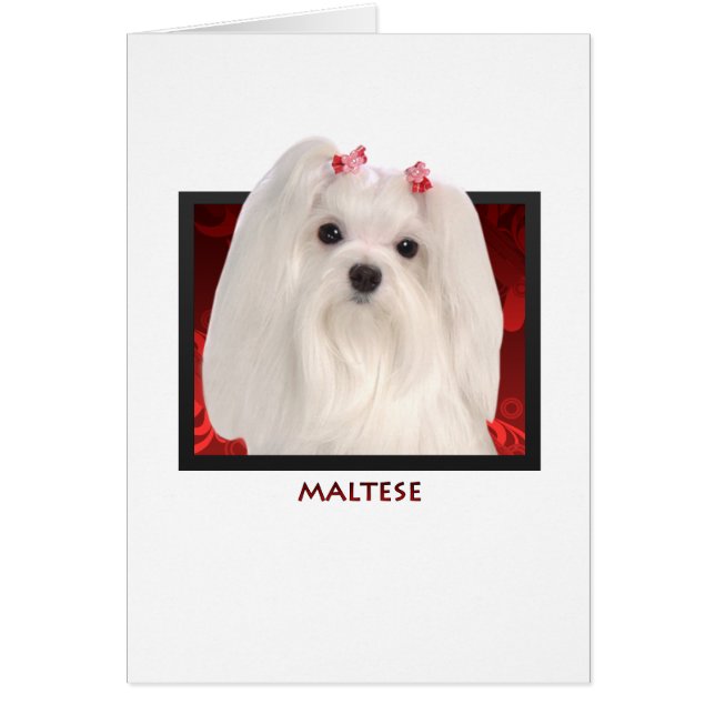 Maltesiska Hälsningskort (Framsidan)