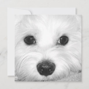 Maltesiska Hund Adoration Cute Ögon och Charming N Tack Kort