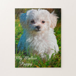 Maltesiska Hund aveln. Jigszle Puzzle Pussel