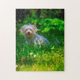Maltesiska Hund aveln. Pussel