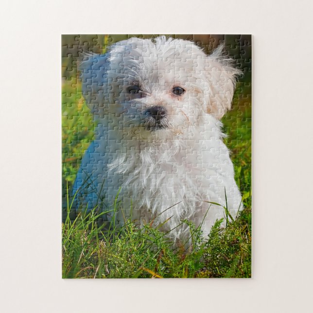 Maltesiska Hund aveln. Pussel (Vertikal)