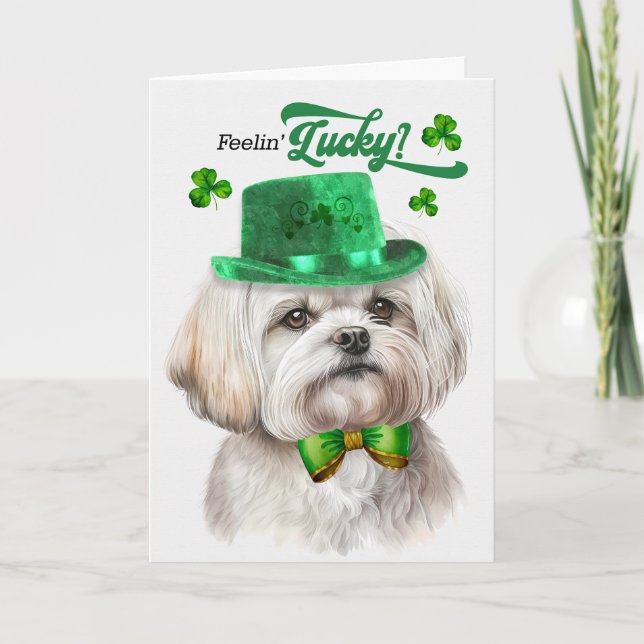 Maltesiska Hund Feelin' Lucky St patrick's day Helgkort (Framsida)