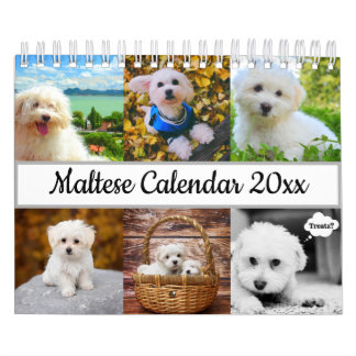 Maltesiska Hund Kalender