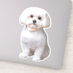 Maltesiska Hund Klistermärken