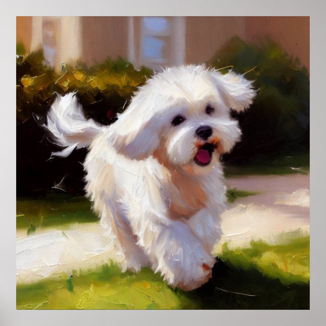 Maltesiska Hund Poster (Framsidan)