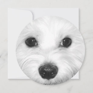 Maltesiska Hund Sweet Gaze och Gentle Nose Inbjudningar