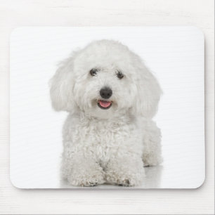 Maltesiska Hund White Musmatta