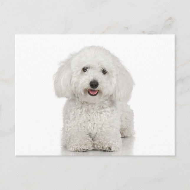 Maltesiska Hund White Vykort (Framsida)