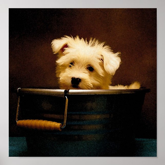 Maltesiska i Washtub Poster (Framsidan)