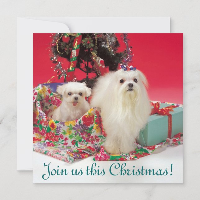 Maltesiska julinbjudningar inbjudningar (Framsida)