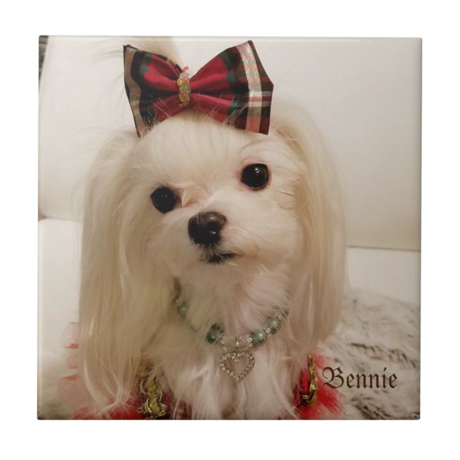 Maltesiska keramiska belägger med tegel kakelplatta (Framsidan)