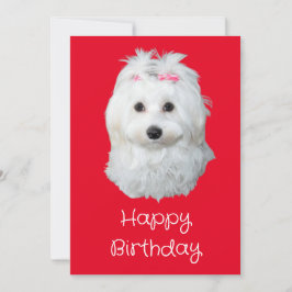 Maltesiska LiLi Hund White Puppy Photo Julkort