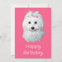 Maltesiska LiLi White Puppy Photo