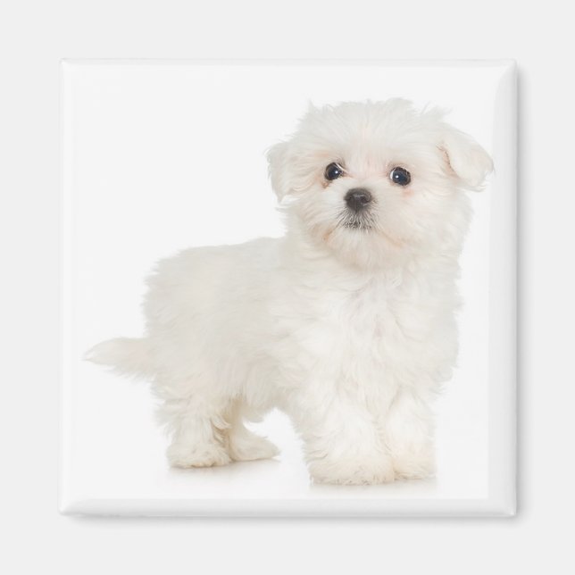 Maltesiska magnet (Framsidan)