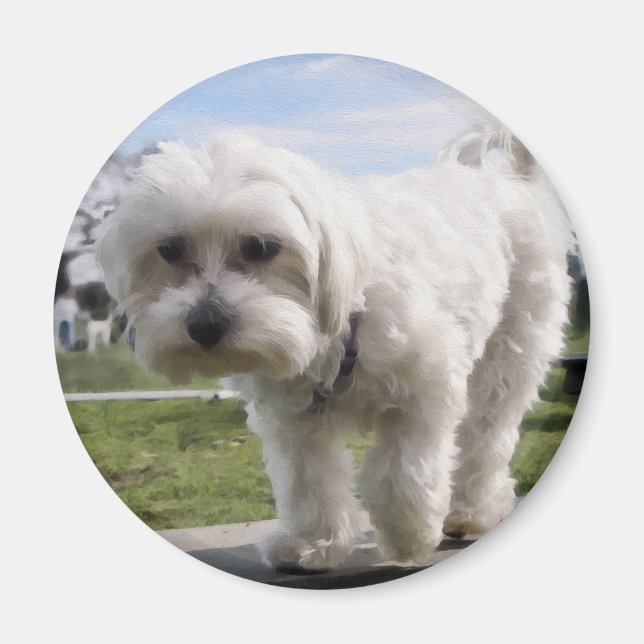 Maltesiska Magnet (Framsidan)