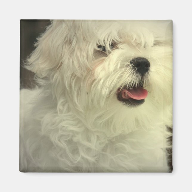 Maltesiska magnet (Framsidan)