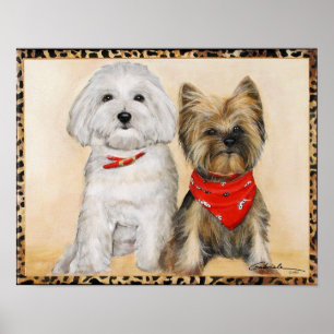 Maltesiska och Yorkie valper Poster