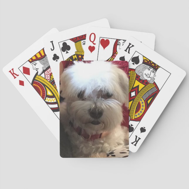 Maltesiska på spelkort (Baksidan)