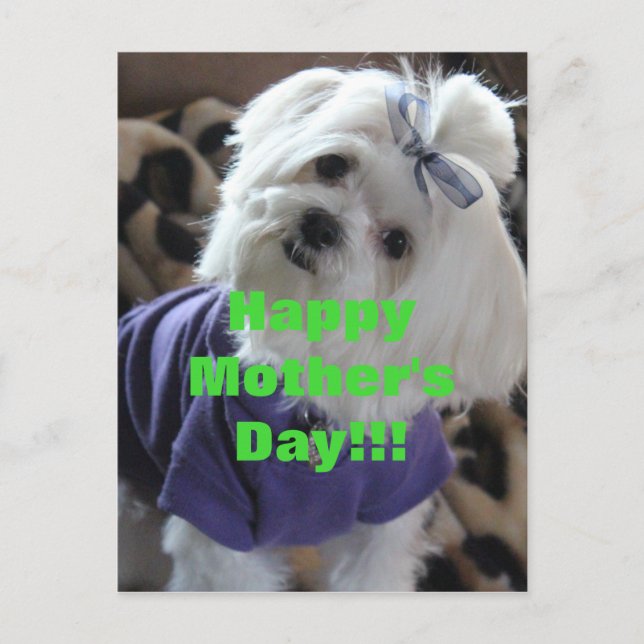 Maltesiska presenter vykort (Framsida)