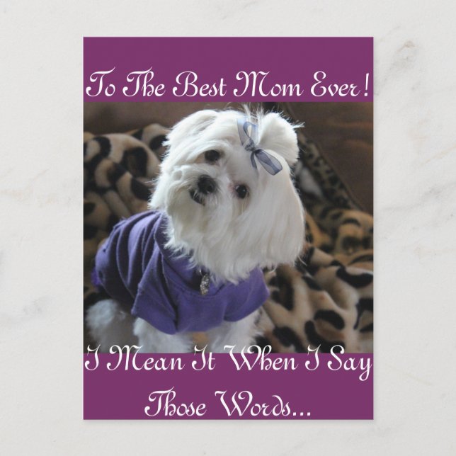 Maltesiska presenter vykort (Framsida)