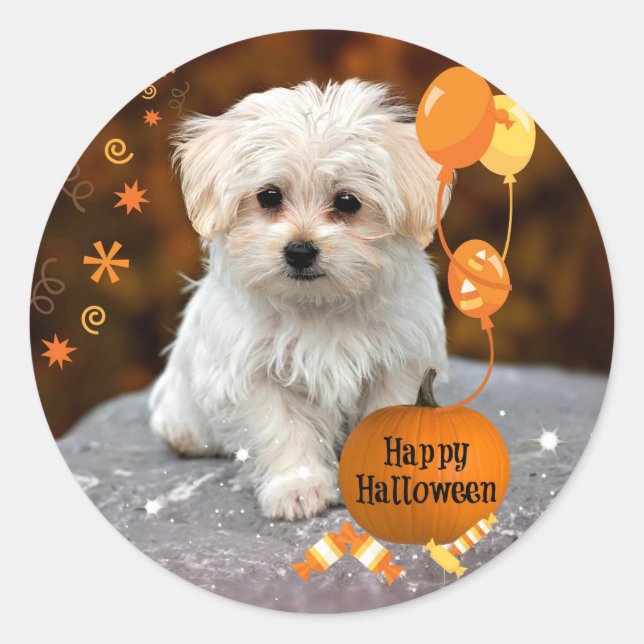Maltesiska Puppy Celebrates Halloween Runt Klistermärke (Framsida)