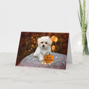 Maltesiska Puppy Celebrates Halloween Tack Kort