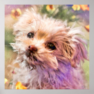 Maltesiska Räddingen Puppy 2 TITTAR THROUGH TÅRAR Poster