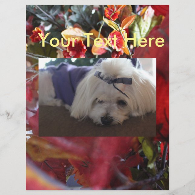 Maltesiska Seasons Löv Design (Framsida)