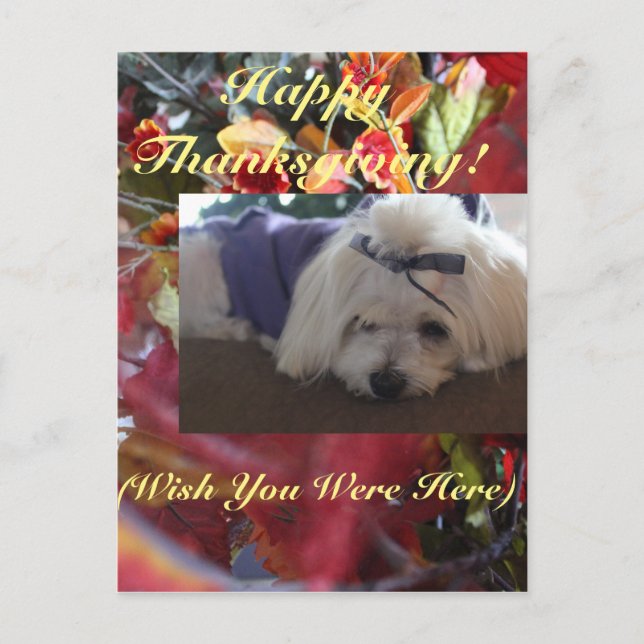 Maltesiska Seasons Löv Design Helg Vykort (Framsida)