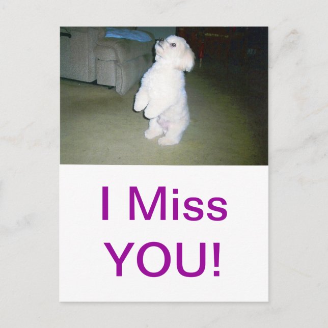 Maltesiska Sitta Up Vykort (Framsida)