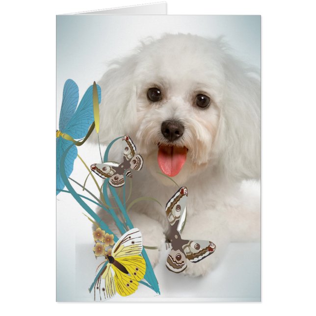 Maltesiska slända- & fjärilskort hälsningskort (Framsidan)