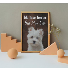Maltesiska Terrier Best Mamma Poster