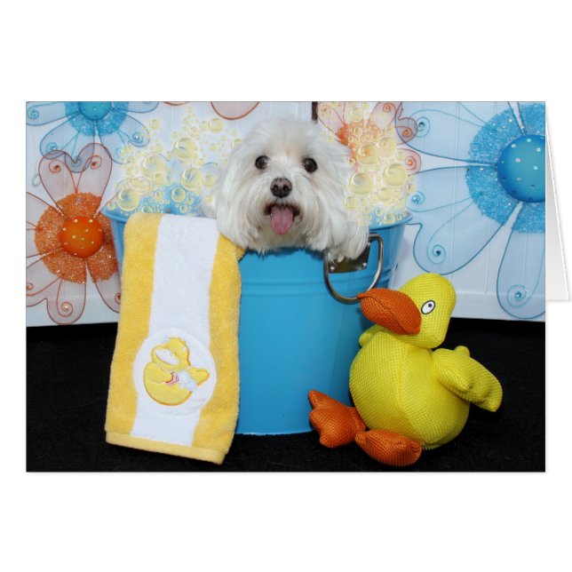 Maltesiska Tia - Hälsningskort (Framsidan Horizontal)