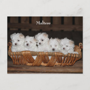 Maltesiska, valpar, Basket, "Fem valpar", vita Vykort