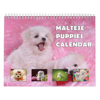 Maltesiska valpar kalender
