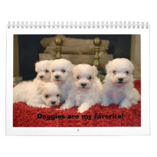 Maltesiska valpar kalender