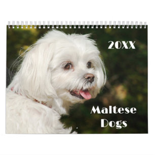 Maltesiska valpar och Hundar Kalender