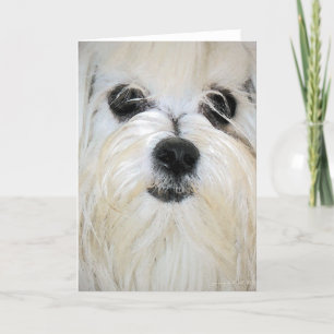 Maltesiskt gratulationskort kort