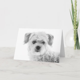 Maltesiskt Hund Greeting Card Kort