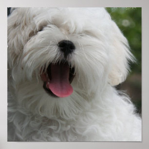 Maltesiskt hundtryck poster